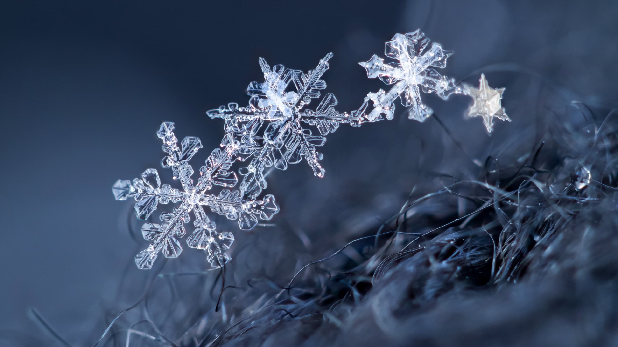 an extreme close-up of several crystalline flakes of snow