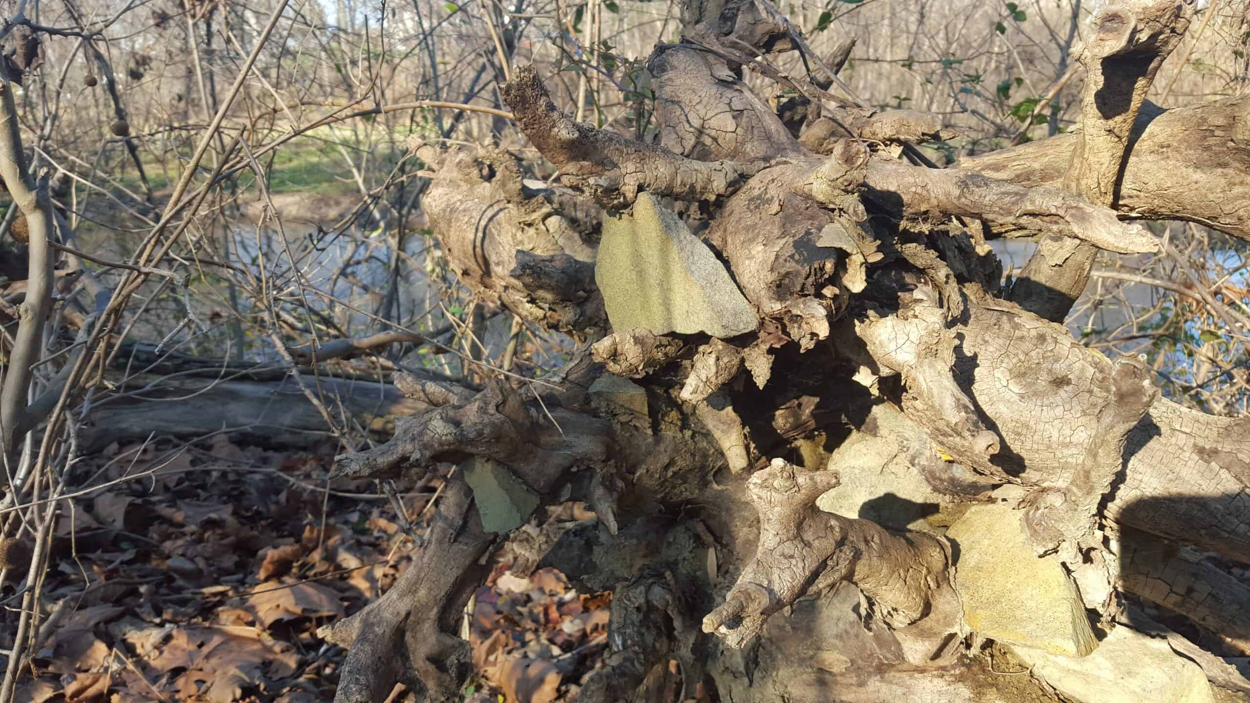 Tree roots that have grown around pieces of shale