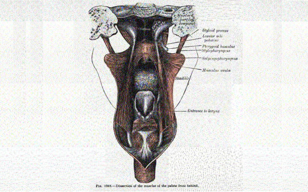 Levator veli palatini