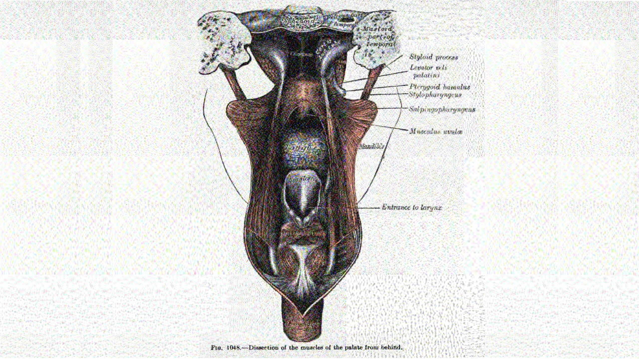 Figure 1048 from Gray's Anatomy, "Dissection of the muscles of the palate from behind," in which the Levator veli palatini muscle is labeled